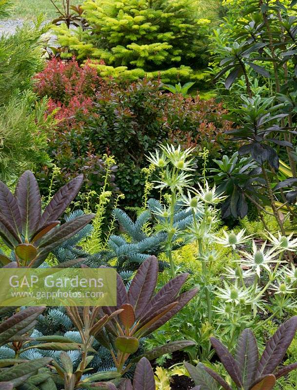 Combination of colourful foliage plants including red foliage of Rhododendron 'Ostbo's Elizabeth', blue grey Abies procera 'Glauca Prostrata', golden Abies nordmanniana 'Golden Spreader', Berberis and the spiky bracts of Eryngium x zabelli 'Neptune's Gold'