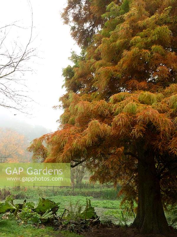 Mature Taxodium distichum with views of distant rural landscape shrouded in fog