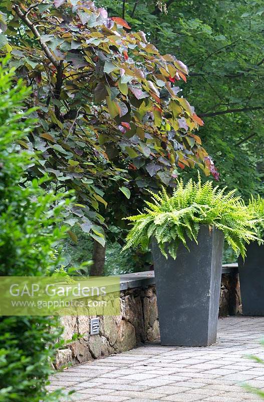 A tall charcoal vessel is planted with shade-loving Nephrolepis exaltata 'Bostoniensis'. The heart-shaped foliage of  Cercis canadensis 'Forest Pansy' adds contrast in colour and texture.