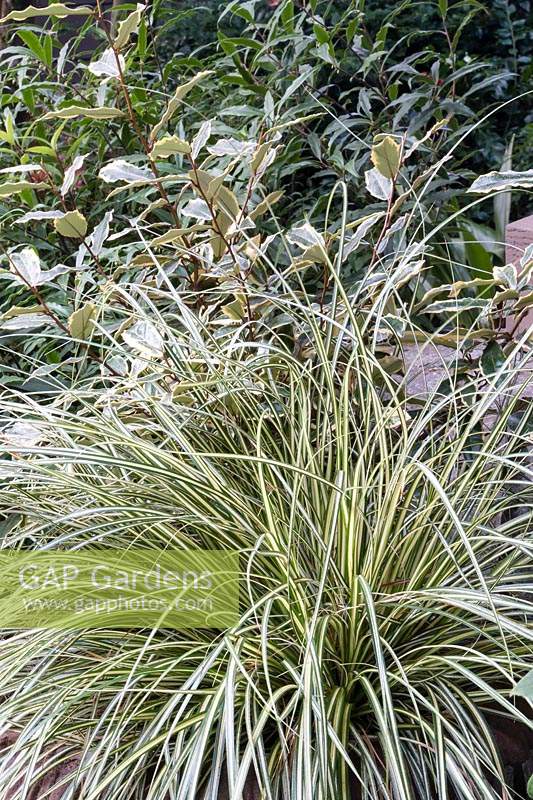 Foliage combination in cream and green, combining finer textures of a variegated sedge with the broader Elaeagnus leaf.