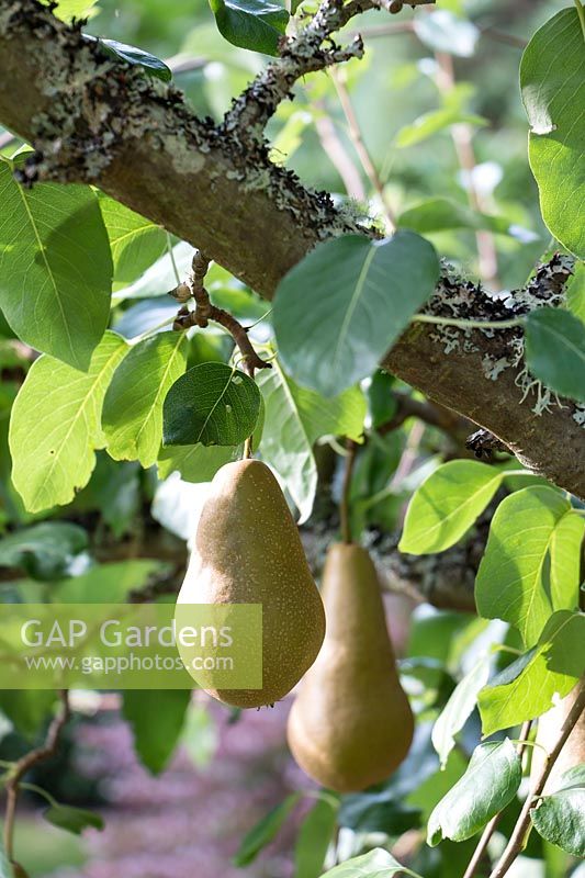 Pears can be grown within the enclosed vegetable garden where they are protected from the deer