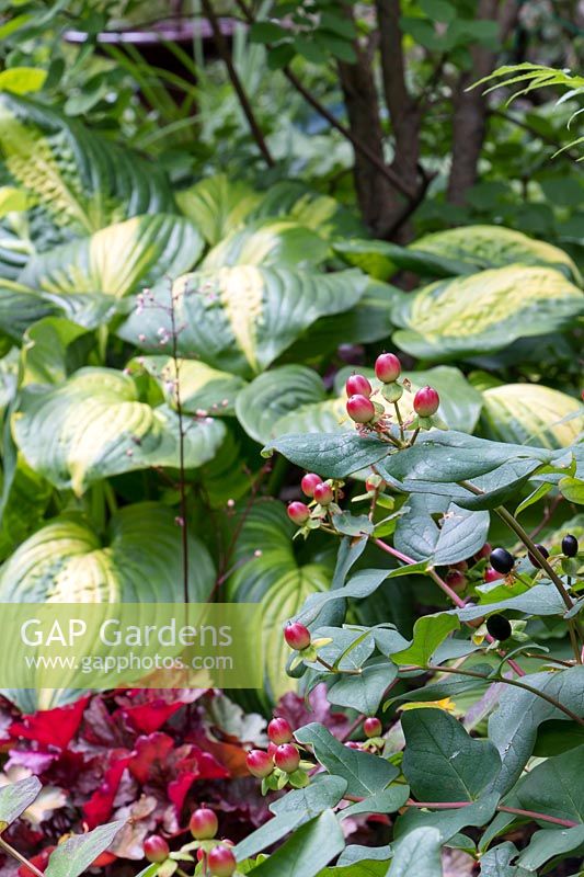 Summer Hypericum berries repeat color of  Heuchera Peach Flambe. Hosta 'Captain Kirk' in background.