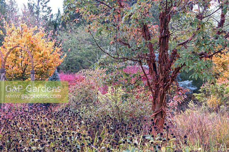 Peeling bark of Acer griseum emerging from seedheads of Rudbeckia fulgida var. sullivantii 'Goldsturm' in fall. Golden foliage of Parrotia persica 'Ruby Vase' and blue conifers in background