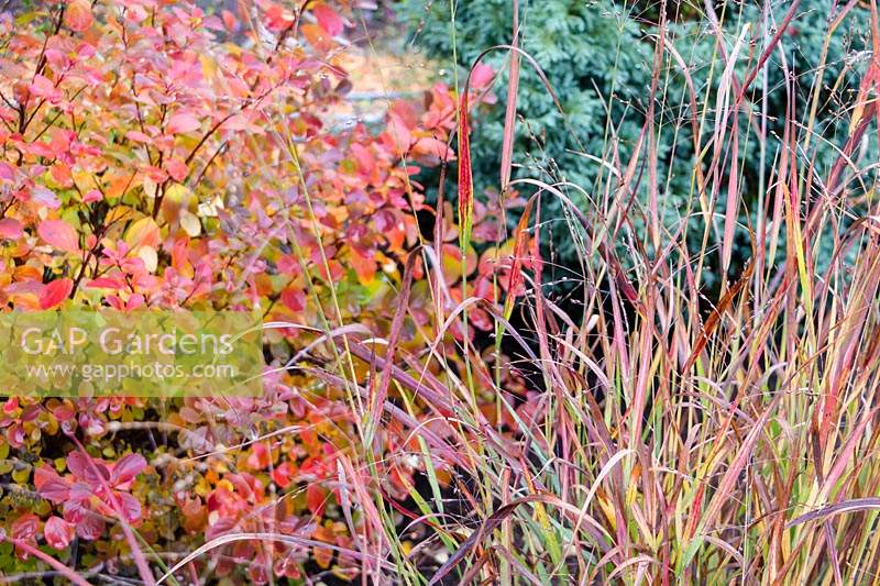 Contrasting textures of grasses, conifers and shrubs in a fall combination. A blue conifer tempers the fiery hues.