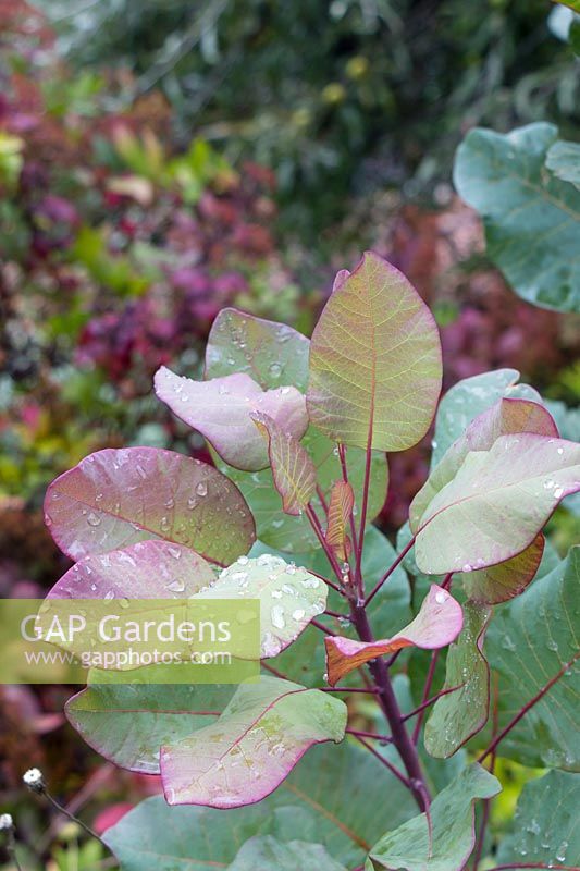 Rosy fall tintis on the glaucous foliage od Cotinus c. 'Old Fashioned' echo the fall foliage in the distant garden.