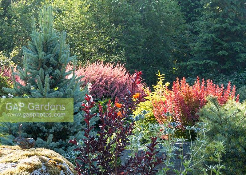 Deer-resistant , foliage-focused summer combination for full sun featuring Abies lasiocarpa 'Glauca Compacta',