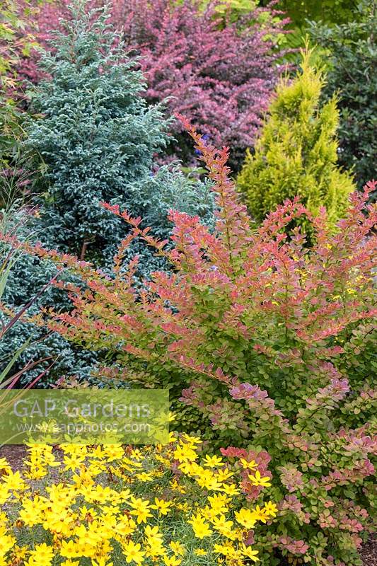 Bed of mixed conifers, Berberis thunbergii 'Rose Glow' and 'Tangelo' and Coreopsis verticillata 'Zagreb' in shades of blue, red and yellow