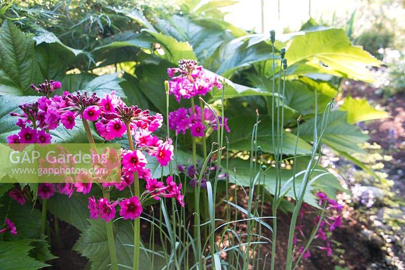 Primula japonica - Candelabra Primrose - and Rodgersia podophylla 'Rotlaub'  in a shaded woodland bed