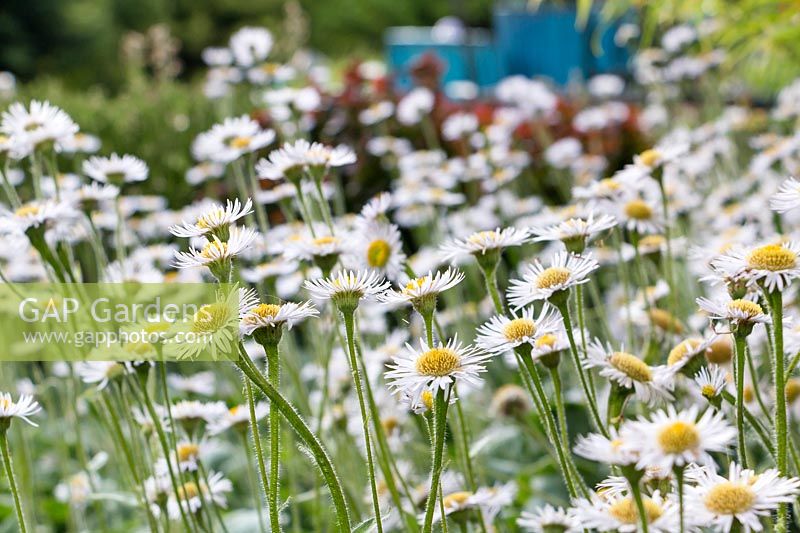 A carpet of Erigeron pulchellus var. pulchellus 'Lynnhaven Carpet' - Fleabane