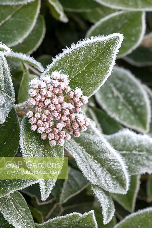 Viburnum tinus flower head closed buds covered in frost 