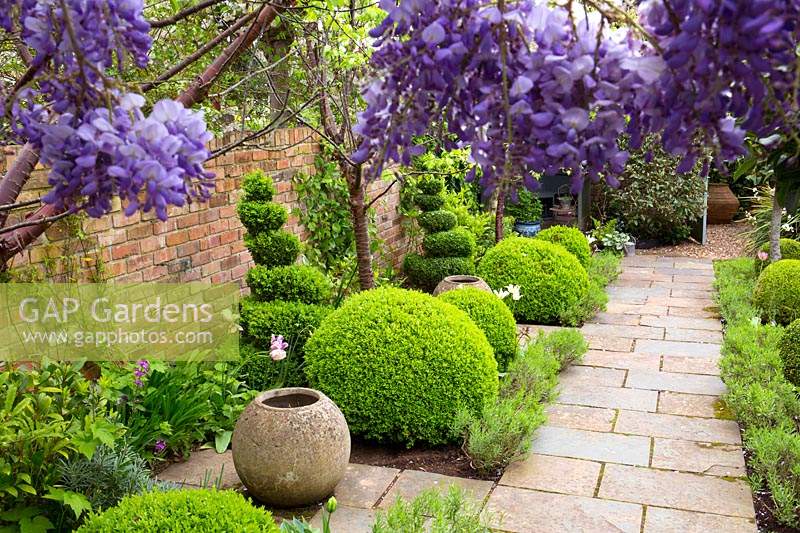 Small beds viewed through Wisteria, narrow beds between paved path and brick wall contain Buxus sempervirens - Box - topiary balls and empty pots