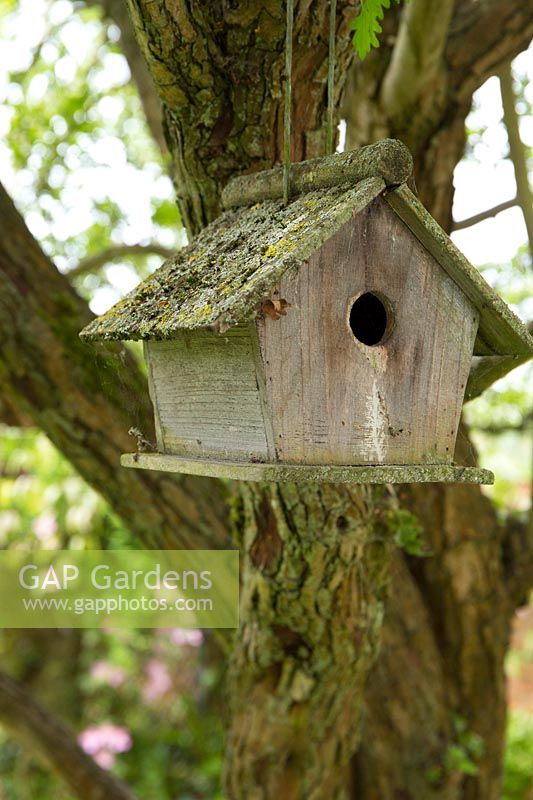 A rustic bird box made from Betula - Birch - branch hangs from a tree