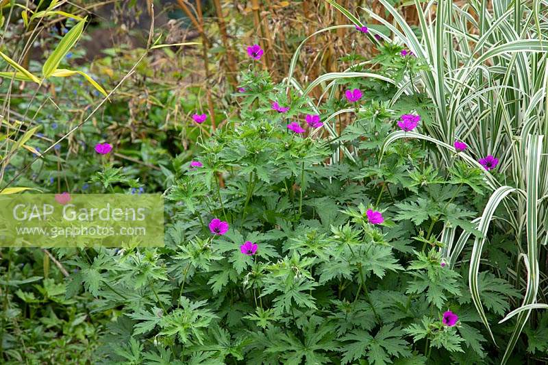 Geranium psilostemon 'Bressingham Flair' next to variegated ornamental grass