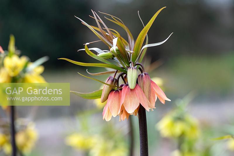 Fritillaria imperialis 'Early fantasy' -  Crown Imperial 'Early fantasy'