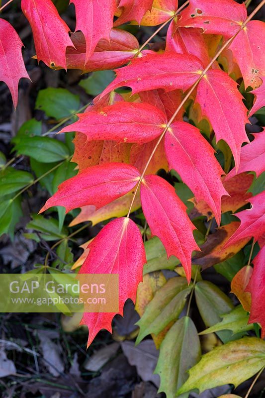 Mahonia japonica - colourful red foliage 