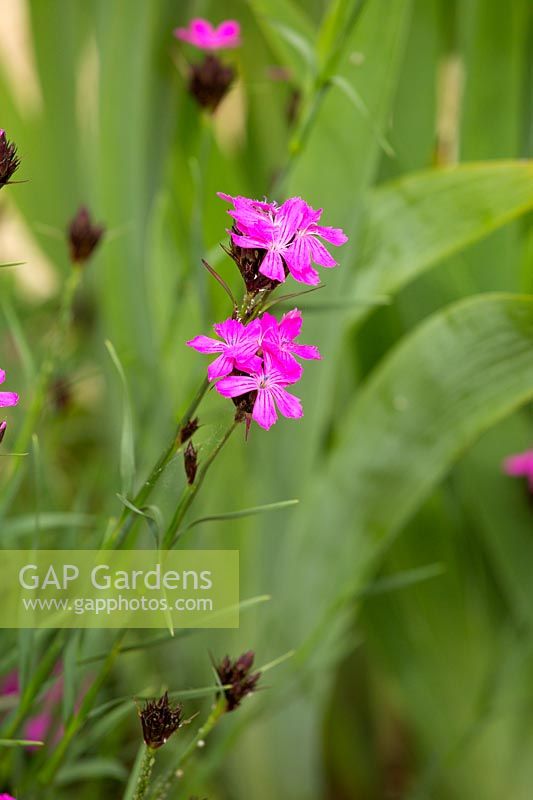 Dianthus carthusianorum