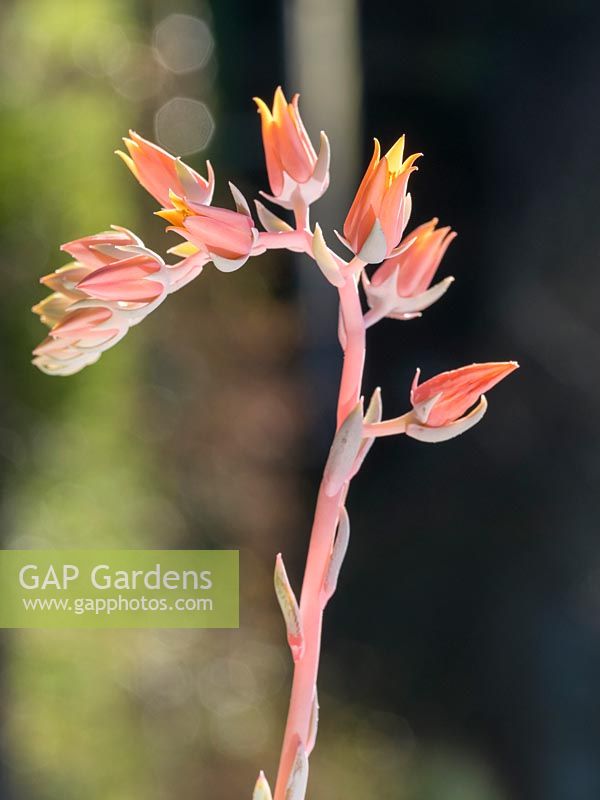 Echeveria 'Lincoln Frost' flowers on stem