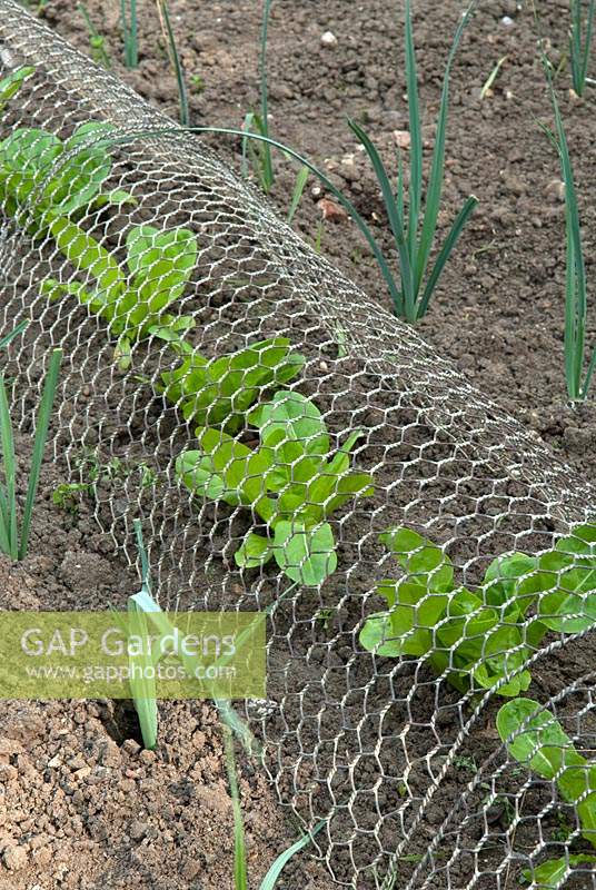 Lettuce plants under small mesh wire netting to protect against rabbits