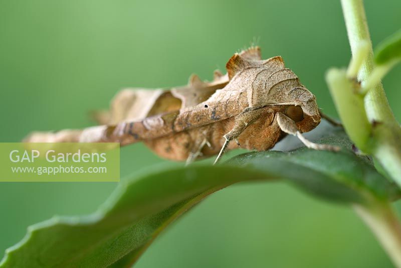 Phlogophora meticulosa  - Angle Shades Moth - resting on Fuchsia leaf 