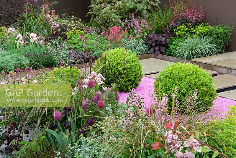 Herbaceous borders alongside path, with feature of round clipped Buxus bushes in bed of pink chippings - RHS Malvern Spring Festival