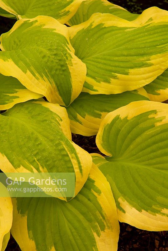 Hosta 'Delta Dawn'