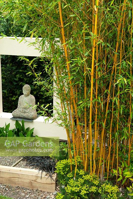 Phyllostachys aurea - Golden Bamboo - against fence with small Buddha statue - Open Gardens Day, Wivenhoe, Essex