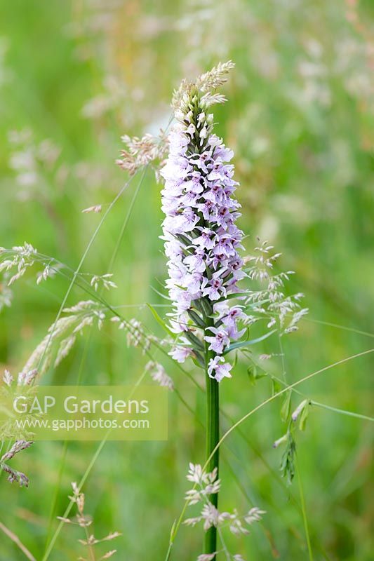 Native common spotted orchid - Dactylorhiza fuchsii with wild grasses in the meadow.
