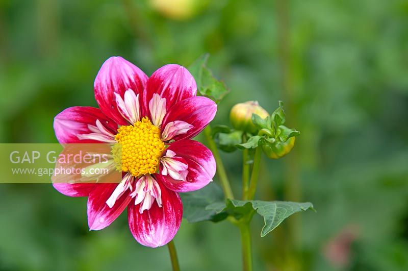 Dahlia 'Double Trouble' in September