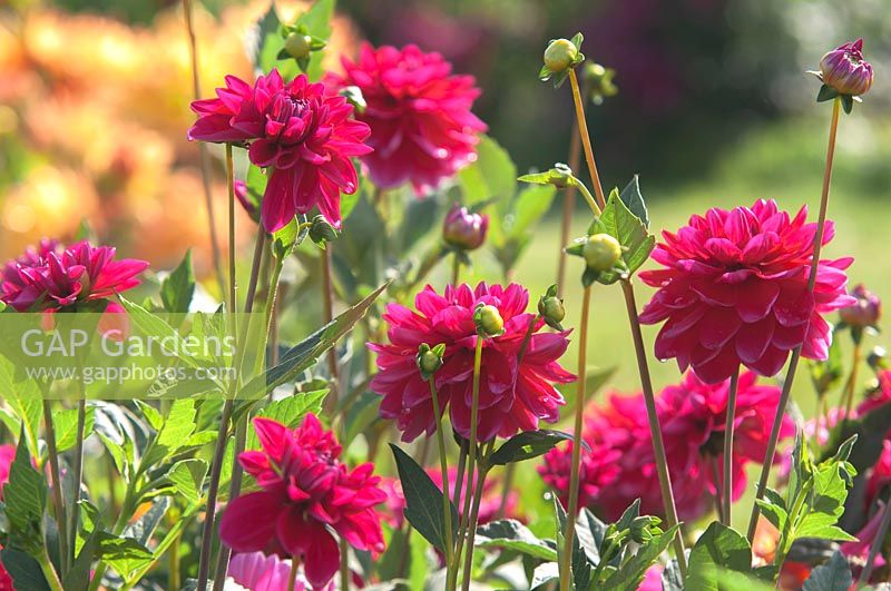  Dahlia 'Hapet Charmant' 