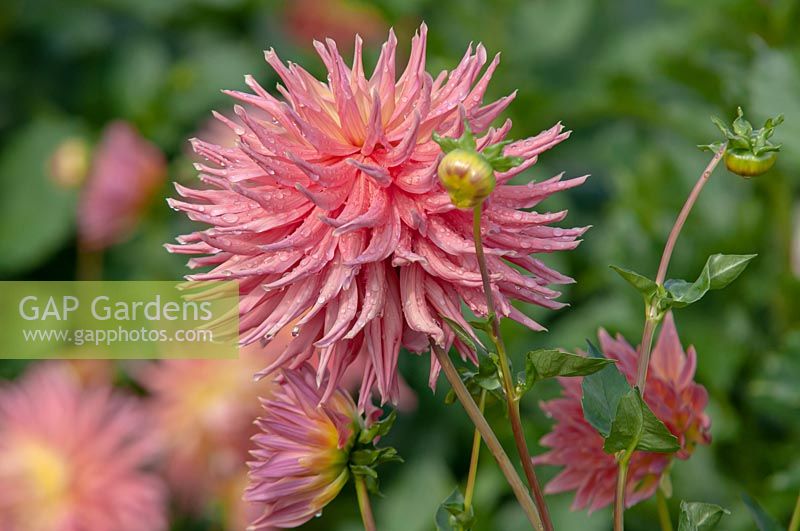 Dahlia 'Skipley Grande'