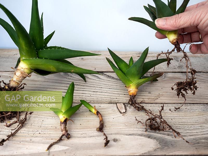 Remove and pot on baby pup plants from aloe vera main stem