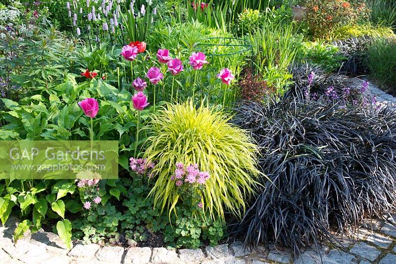 Colourful spring garden with Tulipa, Hakonechloa macra 'Aureola'  Ophiopogon planiscapus 'Nigrescens' and Aquilegia vulgaris 'Rose Barlow' Euphorbia griffithii 'Fireglow' and Persicaria bistorta 'Superba' May