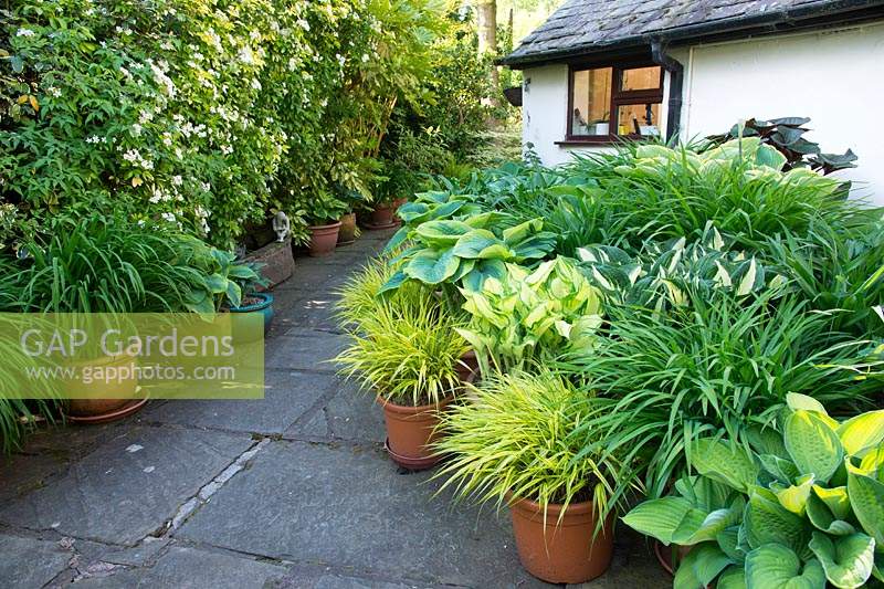 Patio area with potted plants including Hosta 'Patriot', 'Gold Standard', 'June', 'Frances Williams' and Hakonechloa macra Aureola Hemerocallis and Choisya.