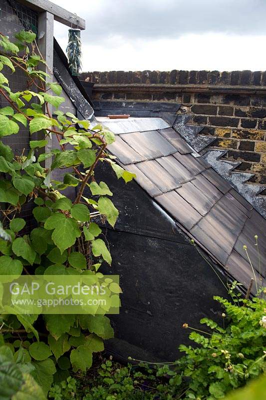 Vitis - Grape vine scrambles over London roof garden.