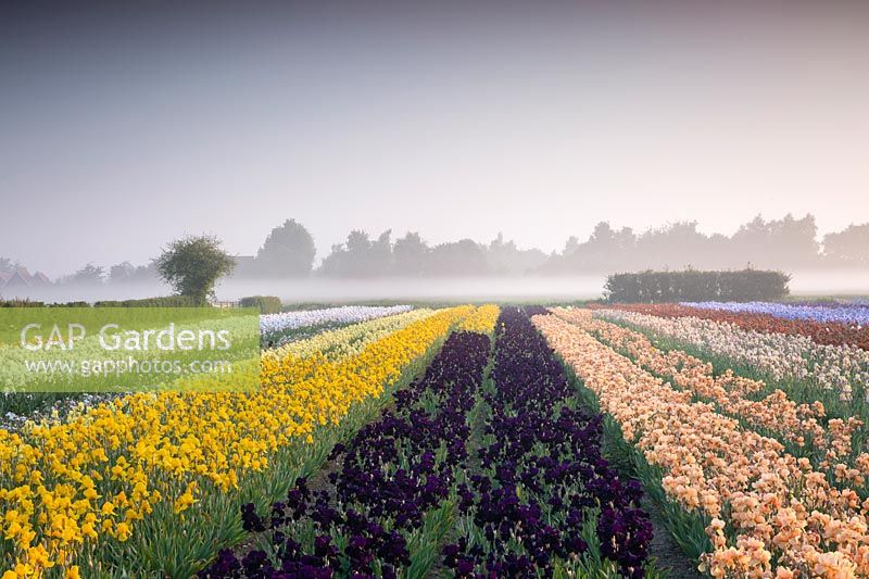 Howard Nurseries - Open ground Bearded Iris fields. Iris 'Black Swan' in centre flanked by Iris 'Ola Kala' on left and Iris 'Pink Charm' on right.