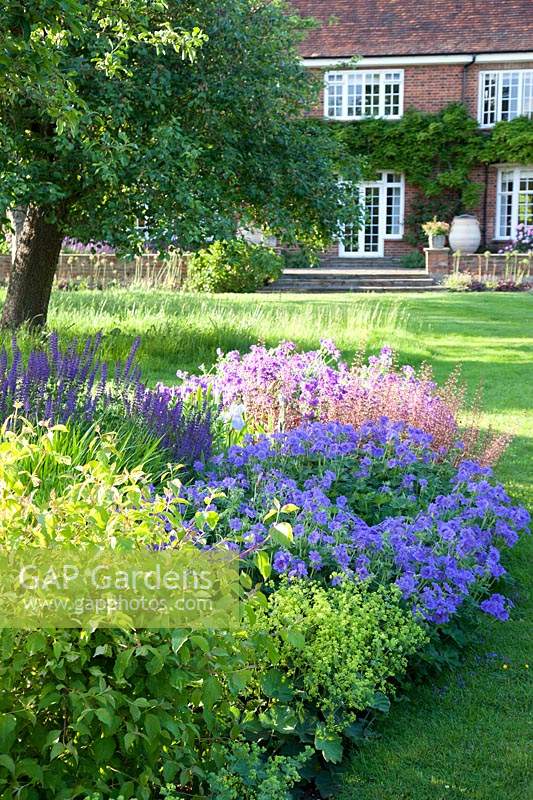 Summer bed with Geranium magnificum 'Rosemoor', Salvia, Heuchera and Alchemilla mollis, with lawn and house beyond. St Timothee, Berkshire, UK. 