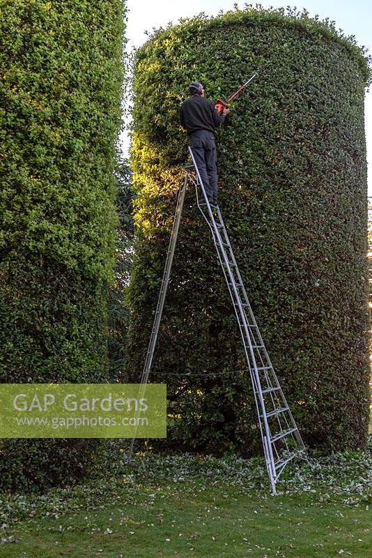 Arley Hall gardener, James Youd, pruning the 8-metre-high Holm Oaks into clipped cylinder shapes.