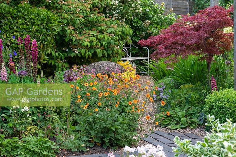 To each side of a gravel path are Geum 'Totally Tangerine', avens, and a purple-leaved Japanese maple, Acer palmatum  'Inaba Shidare'. Behind, bench flanked with viburnum and fragrant philadelphus.