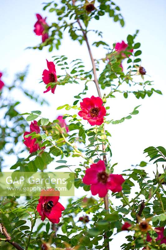 Rosa moyesii, Moyes rose. Shrub, June.