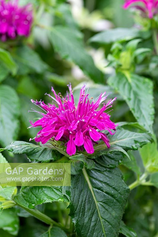 Monarda 'Balmy Rose',  bergamot or bee balm, has shocking pink flowers above deep green bracts 
