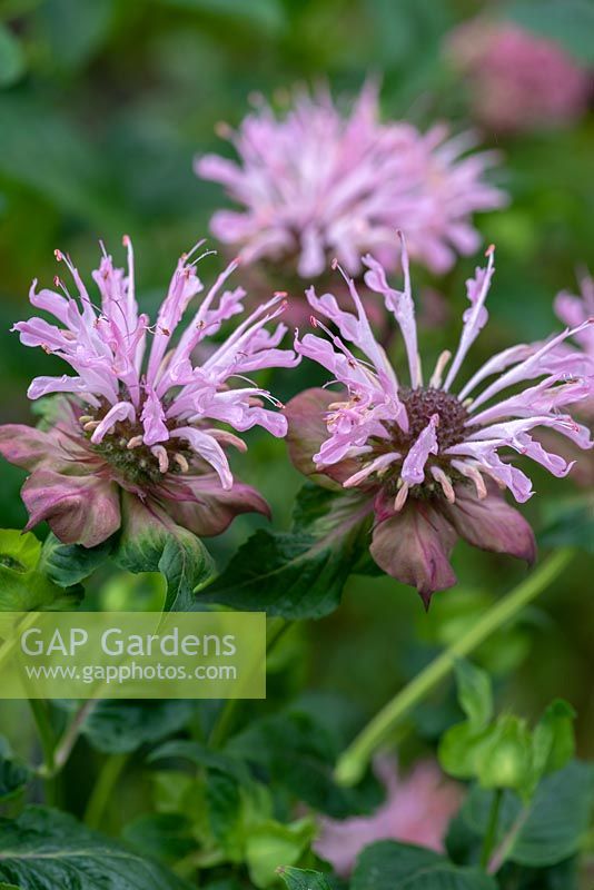 Monarda fistulosa 'Ou Charm' - Bergamot or bee balm, bears small shaggy heads of pale pink flowers with dark plum coloured heads and bracts. Flowering from July.