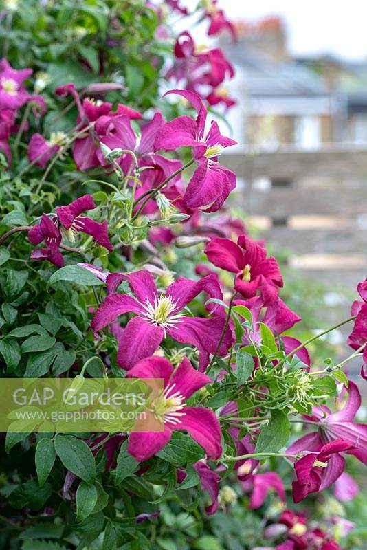 Clematis 'Madame Julia Correvon' 