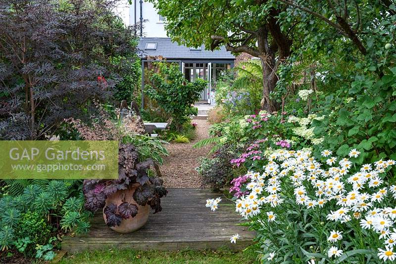 View from midway down narrow town garden, past dusky leaves of heucheras and elder, white shasta daisies and through gravel garden to deck and house.