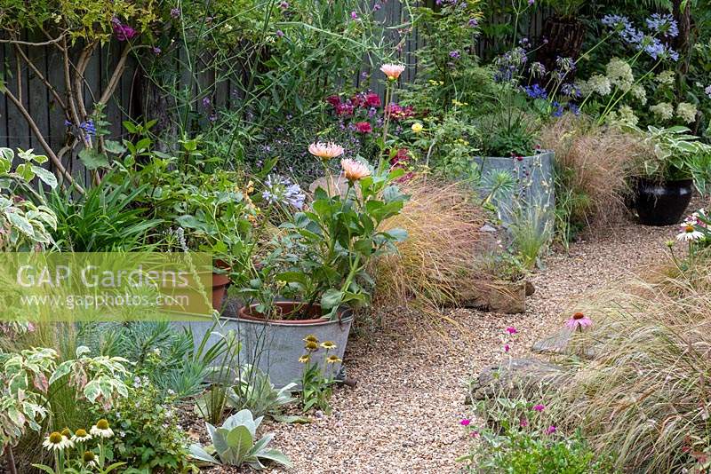 Gravel creates a hard wearing surface for a path that sidesteps between galvanised containers, agapanthus, coneflowers and ornamental grasses.