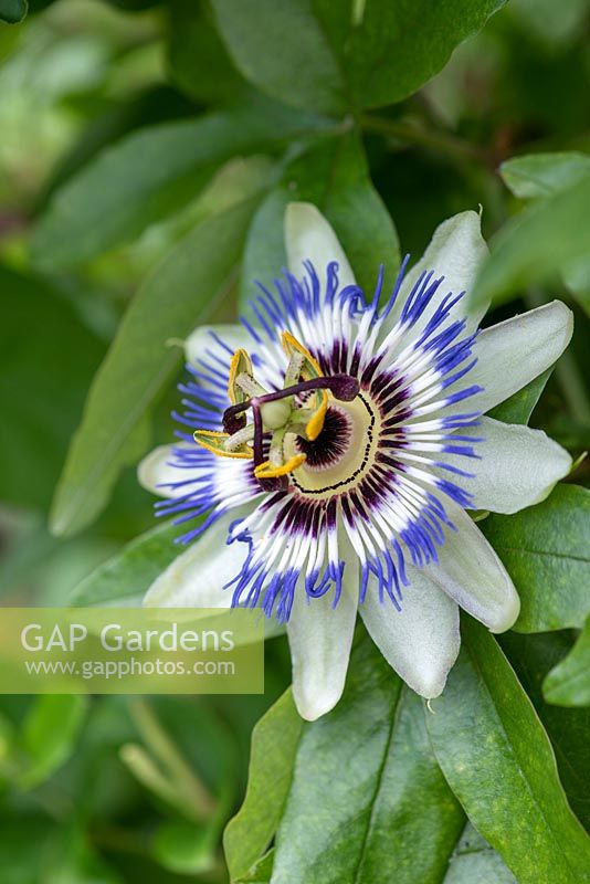 Passiflora caerulea, blue passion flower, is an exotic looking, evergreen climbing plant that flowers from August into autumn, bearing orange egg-shaped fruit. Vigorous, it quickly covers a sunny fence, tolerating some shade even.