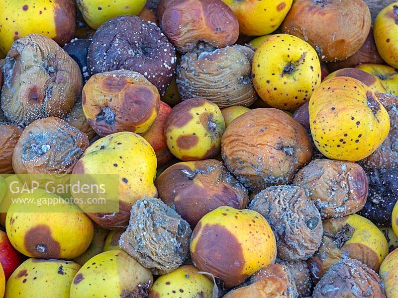 Bramley apples stored improperly over winter resulting in rot and mould 