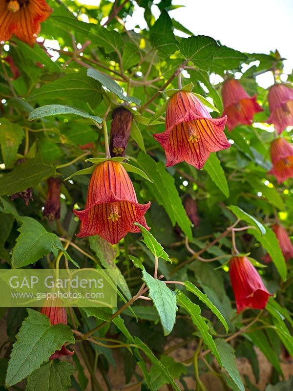 Canarina canariensis - Canary Bellflower 