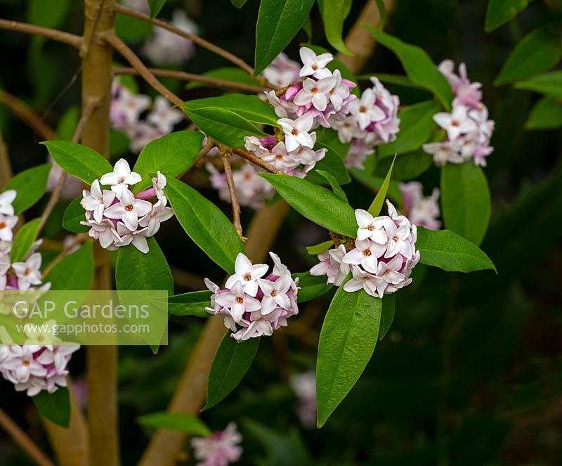 Daphne bholua 'Jacqueline Postill' - Nepalese paper plant