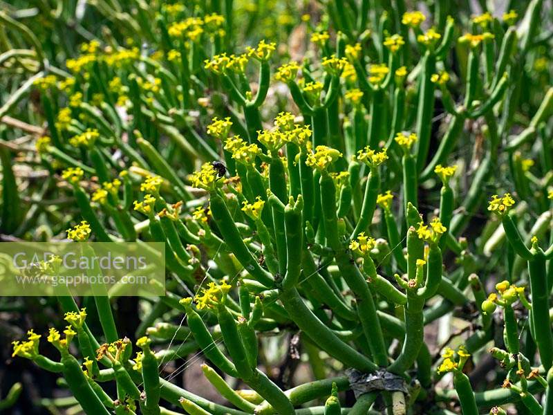 Euphorbia aphylla in flower