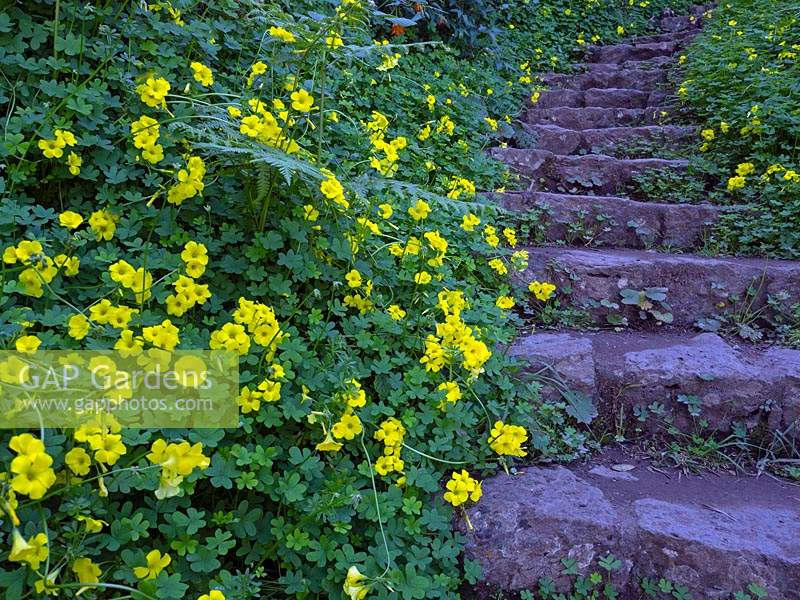 Oxalis pes-caprae - Bermuda buttercups